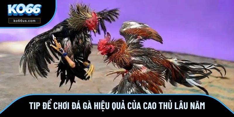Tip để chơi đá gà hiệu quả của cao thủ lâu năm