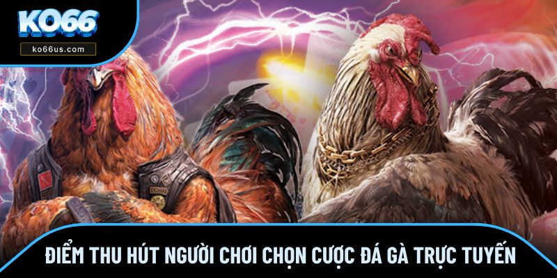 Điểm thu hút người chơi chọn cược đá gà trực tuyến Điểm thu hút người chơi chọn cược đá gà trực tuyến