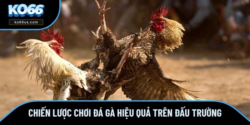 Chiến lược chơi đá gà hiệu quả trên đấu trường